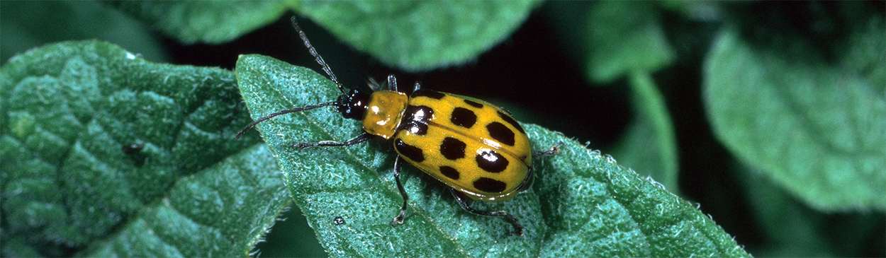 Western spotted cucumber beetle.