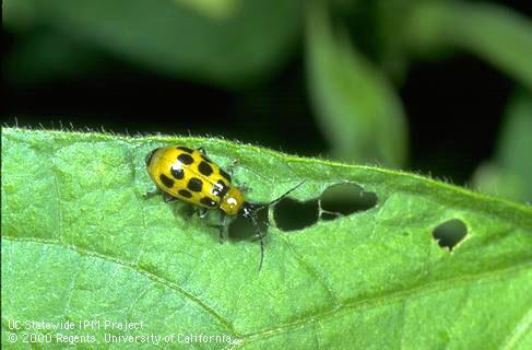 Adult spotted cucumber beetle.