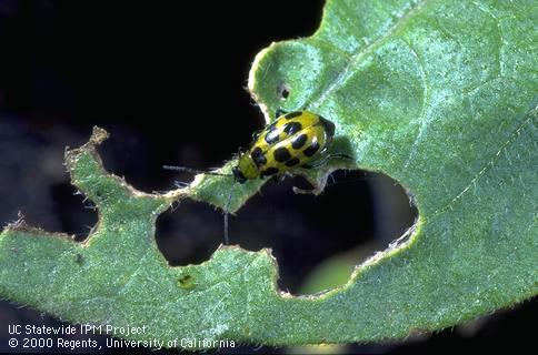 Adult spotted cucumber beetle.