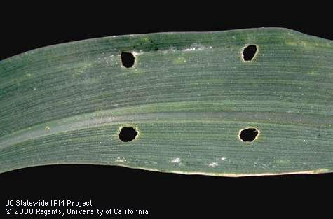 Crop damaged by spotted cucumber beetle.