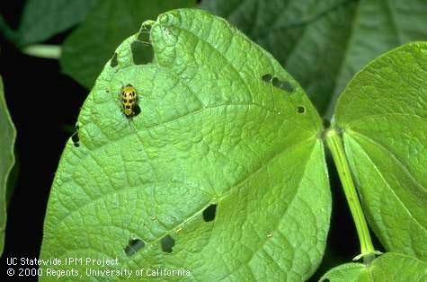 Crop damage by spotted cucumber beetle.