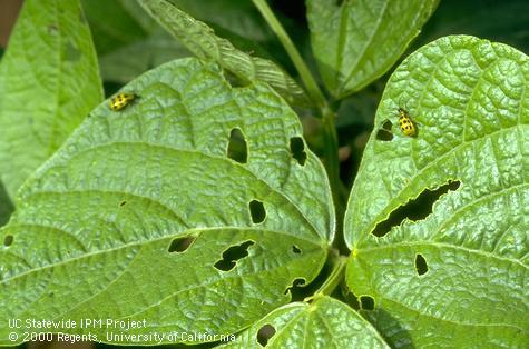 Holes in bean leaves chewed by adults of western spotted cucumber beetle, <i>Diabrotica undecimpunctata</i>.