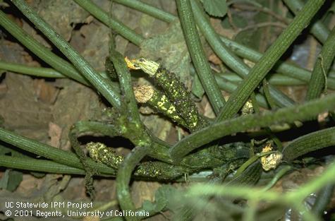 Damage to zucchini caused by spotted cucumber beetles.