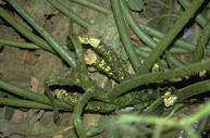 Damage to zucchini caused by western spotted cucumber beetle.