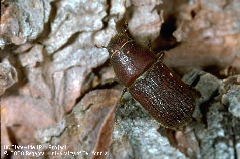 Adult red turpentine beetle.