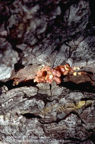 Pitch tube caused by an adult red turpentine beetle, <i>Dendroctonus valens,</i> boring into a pine tree.