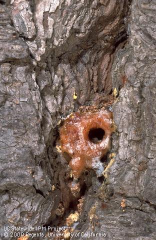 Red turpentine bark beetle pitch tube close-up on Monterey pine.