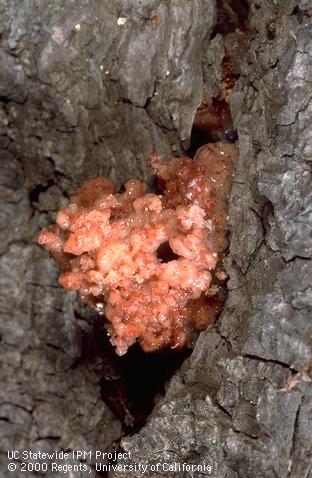 Red turpentine bark beetle pitch tube close-up on Monterey pine.