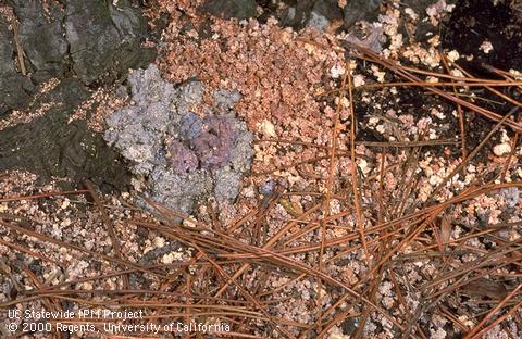 Red turpentine bark beetle pitch tube and frass on Monterey pine.