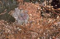 Red turpentine bark beetle frass at base of Monterey pine.