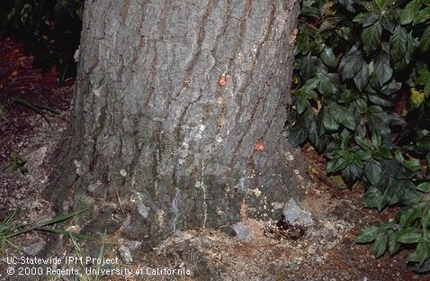 Red turpentine bark beetle pitch tube and frass on Monterey pine.