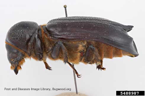 Adult giant palm borer, <i>Dianapte wrightii</i>, side view. 