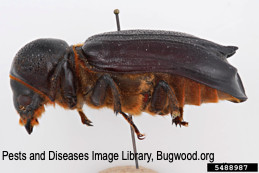 Adult giant palm borer, side view.