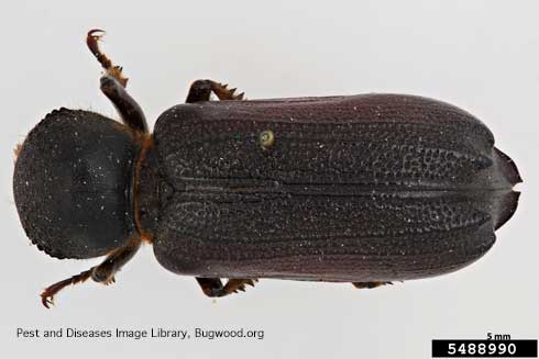 Adult giant palm borer, <i>Dianapte wrightii</i>, top view. 