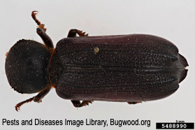 Adult giant palm borer, top view.