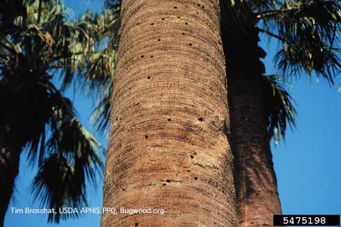 Emergence holes of adult giant palm borers, <i>Dianapte wrightii</i>, in trunk of California fan palm.