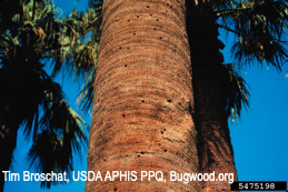 Emergence holes of adult giant palm borers in trunk of California fan palm.