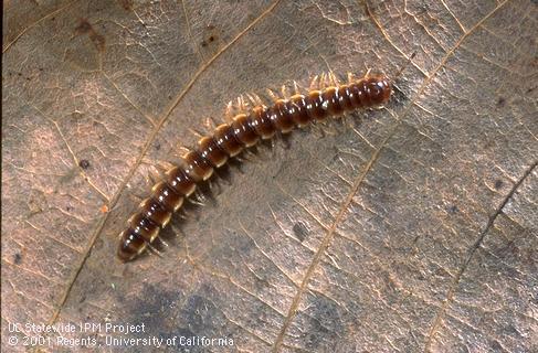 Adult millipede.