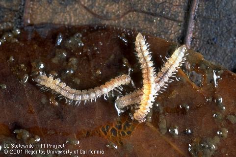 Millipede nymphs.