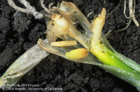 Larvae of onion maggot.