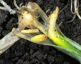 Onion maggot feeding in onion seedling