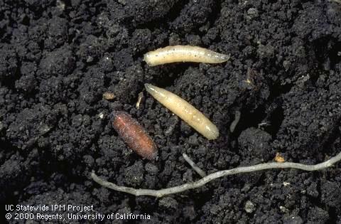 Larvae of onion maggot.