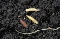 Maggot pupa and larvae