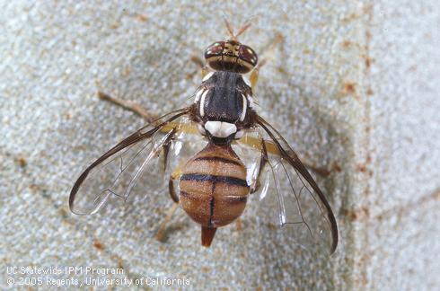 Adult oriental fruit fly, <I>Dacus dorsalis.</I>