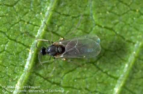 Adult honeylocust pod gall midge.