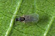 Honeylocust gall midge