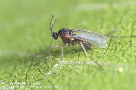 Adult honeylocust pod gall midge.