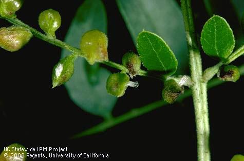 Pupa of honeylocust pod gall midge.