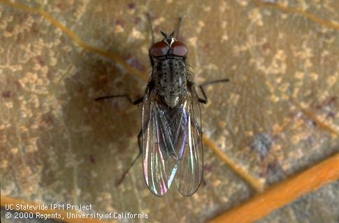 Adult seedcorn maggot.