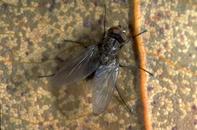 Adult seedcorn maggot fly