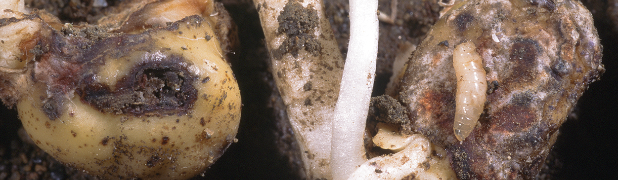 Seedcorn maggot on damaged garbanzo seedlings.