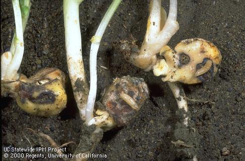 Crop damaged by seedcorn maggot.