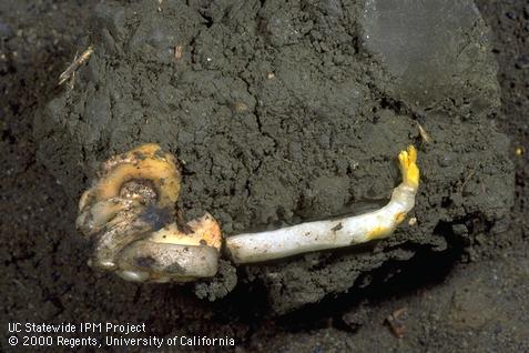 Preemergent seedling with seed severely damaged by seedcorn maggot.