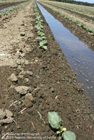 Skips in the dry bean seedling row can represent skips in planting, seeds that did not germinate, seedlings that died before emerging, or seedlings that were eaten by vertebrates or invertebrates like the seedcorn maggot <I>Delia platura</I>.