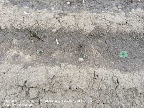 Direct-seeded cole crop seedlings stunted and killed by seedcorn maggot, <i>Delia platura</i>, feeding.