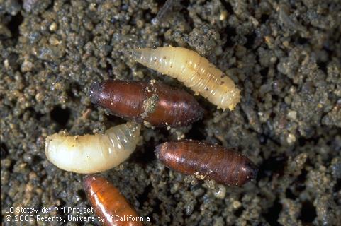 Seedcorn maggot larva, prepupa, and pupae.