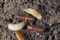 Larva (top), prepupa (left), and pupae (center) of seedcorn maggot.