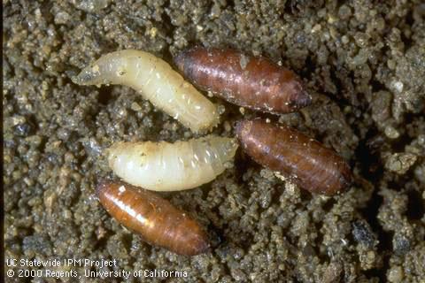 Larva (top), prepupa (center), and brown pupae of seedcorn maggot, <i>Delia platura.</i>.