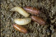 Seedcorn maggot