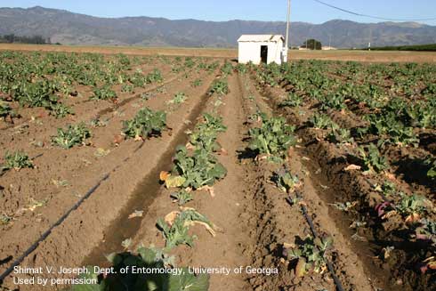 Yellowing, stunting, slowed growth, and death of cauliflower plants caused by cabbage maggot, <i>Delia radicum</i>, feeding.