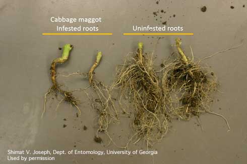 Roots of cole crop chewed and destroyed by cabbage maggot, <i>Delia radicum</i>, (left) compared with uninfested roots.