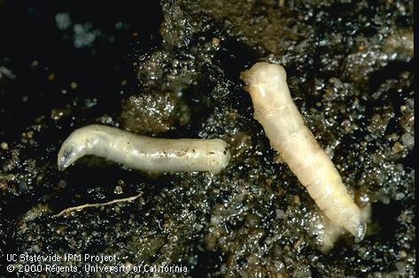 Larva of cabbage maggot.