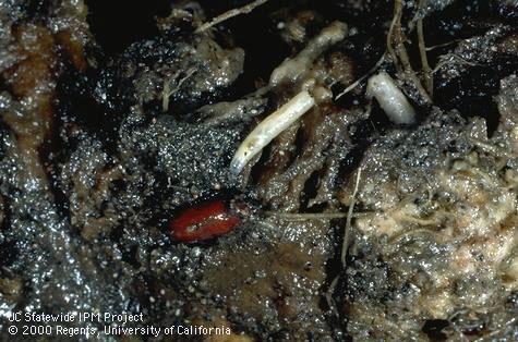 Cabbage maggot larvae and brown pupal case.