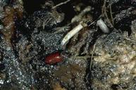 Cabbage maggot larvae and brown pupal case.