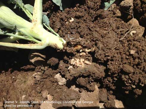 Larvae of cabbage maggot, <i>Delia radicum</i>, feeding on broccoli root.