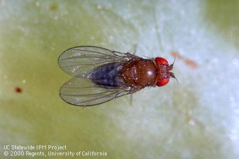 Adult vinegar fly, pomace fly, fruit fly.